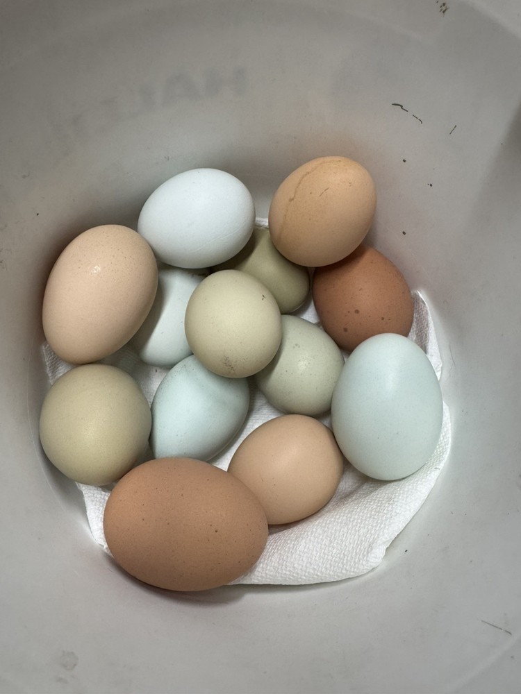 Silverudd Splash and Blue Roosters x Olive/Easter Eggers 12 + 2