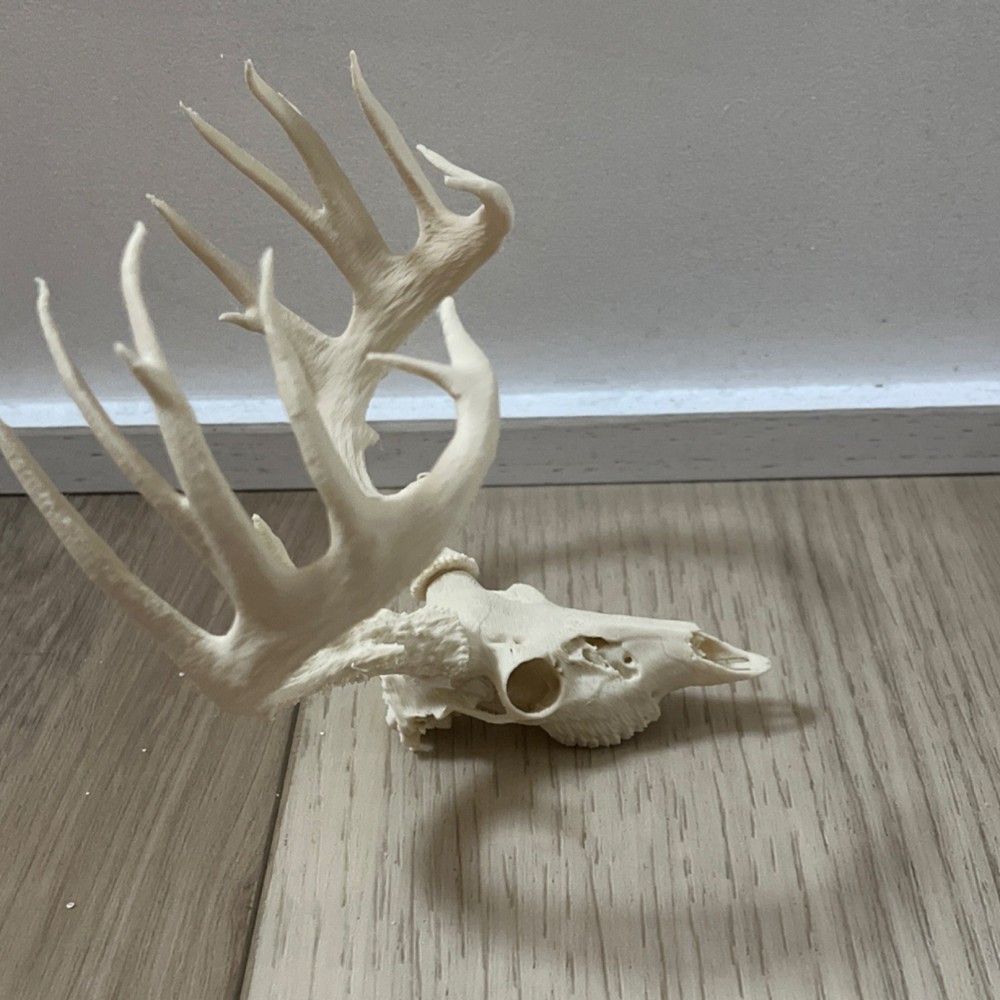 Whitetail Deer Animal Skull Replica