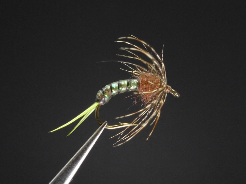 6 Flies - Caddis Pupa