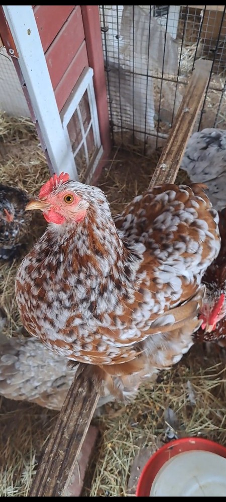 1 Dozen Bantam Cochin Hatching Eggs
