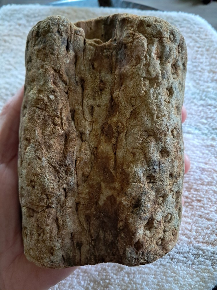 Stigmaria Fossil Root. S5