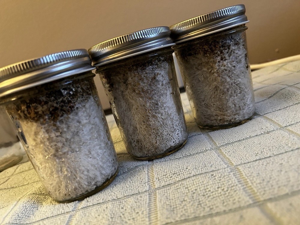 PF Tek Mushroom Jars BRF 1/2 pint sterilized Inject Filter FAST SHIP 6 Pack