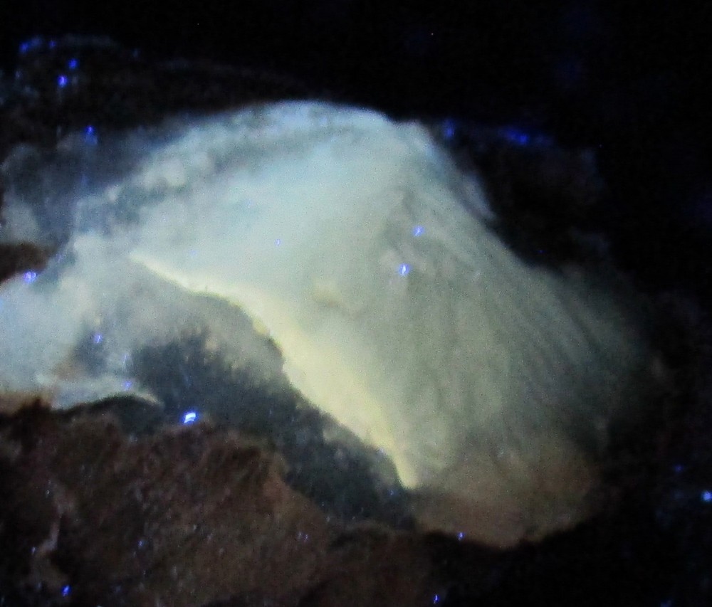 Opalized Fluorescent mineral rock Petrified Wood S25