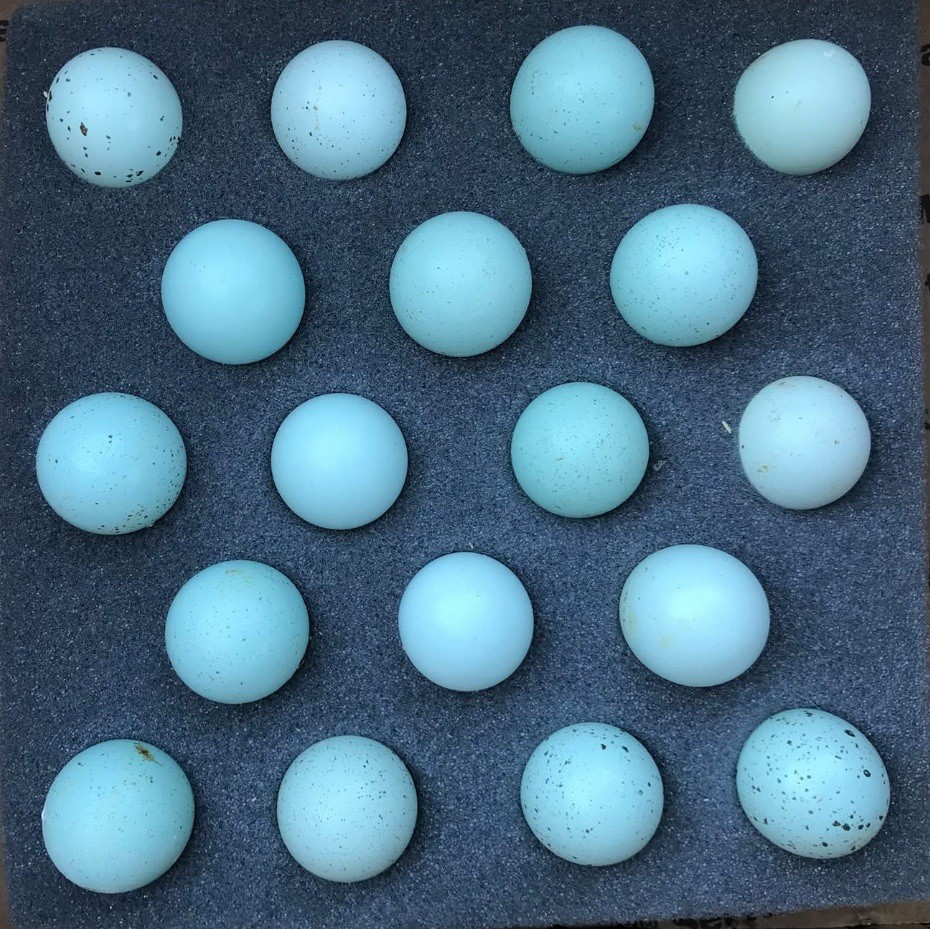 18+ Celadon Blue Coturnix Quail Hatching Eggs - 100% BLUE