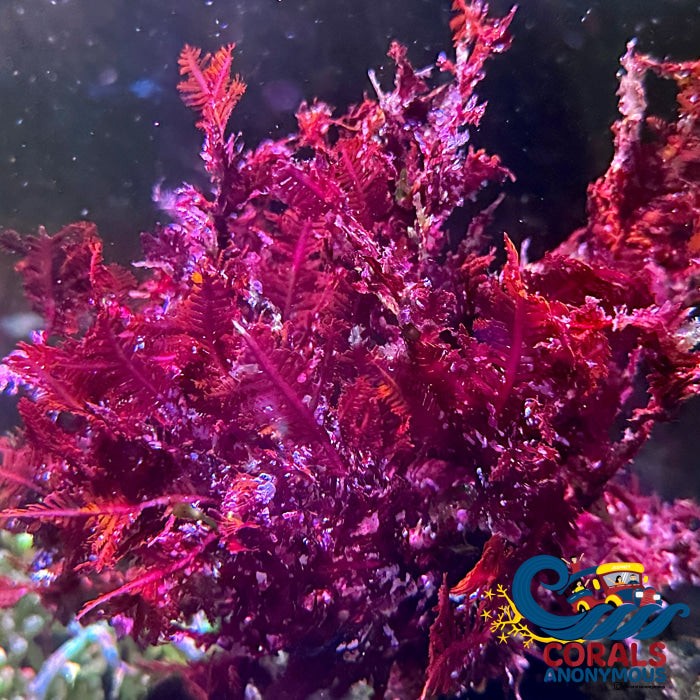 Red Feather Fern Macroalgae
