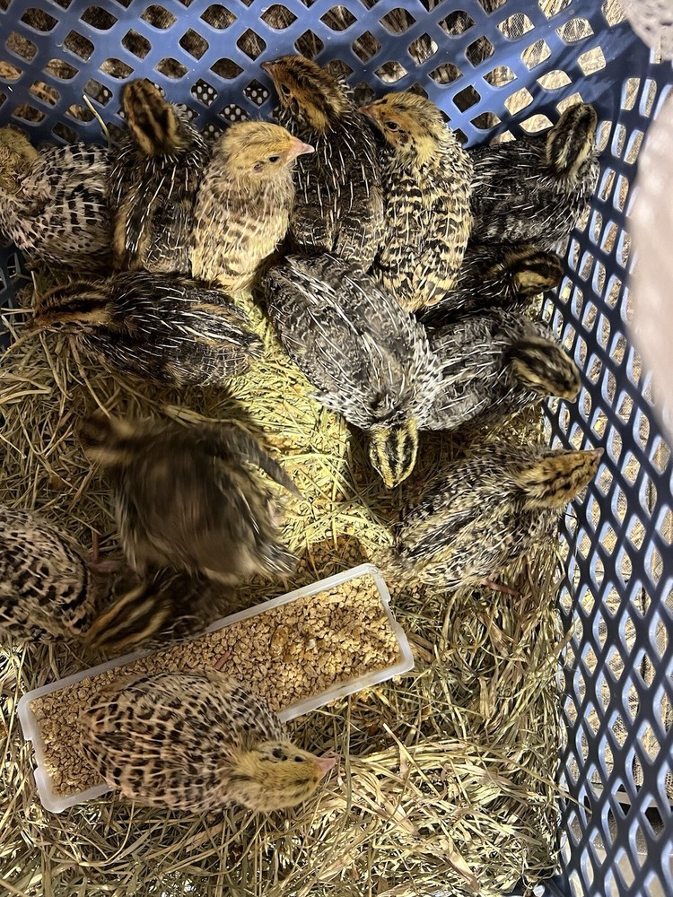 12+ Tuxedo Coturnix Hatching Eggs By Buddy’s Hatchery
