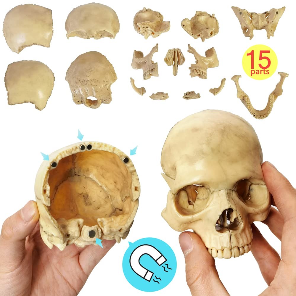 Anatomy Exploded Skull Model,Human Medical Model Dental Bone Color