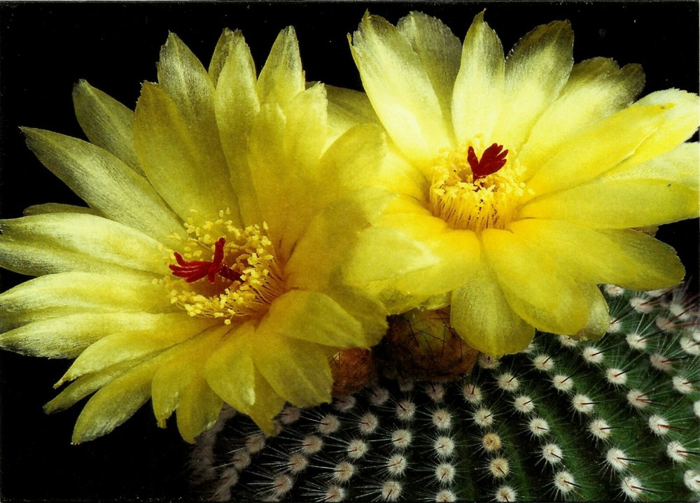 CACTUS, PARODIA SCOPA, NOTE CARD