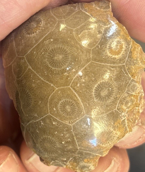 Petrified Coral End Polished
