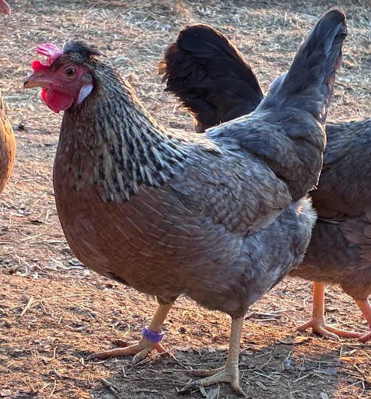 Mars Bars Olive Egger Fertile Hatching Eggs Kit 10++