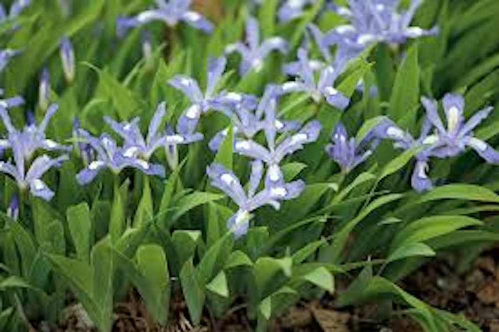 10 Dwarf Crested Iris Bare Root Iris Cristata Wildflower