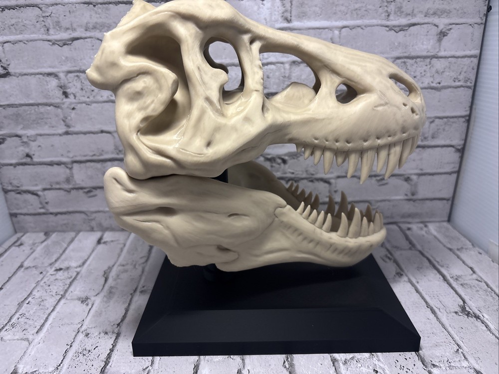 T-Rex 3D printed dinosaur skull large bone colored realistic With Stand Bone PLA