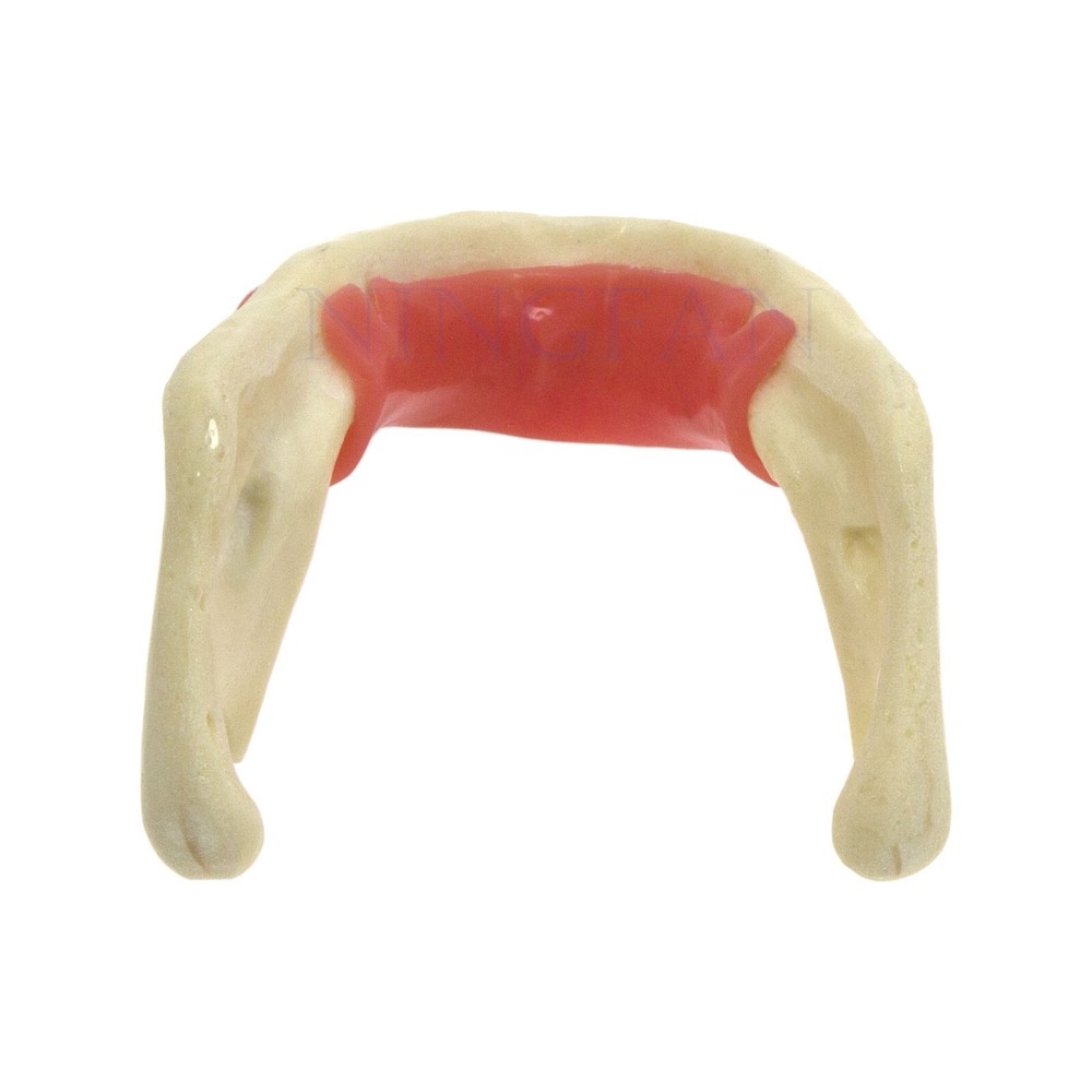 Dental Implant Practice Model, Lower Jaw Drilling, Maxillary Sinus Lifting Type