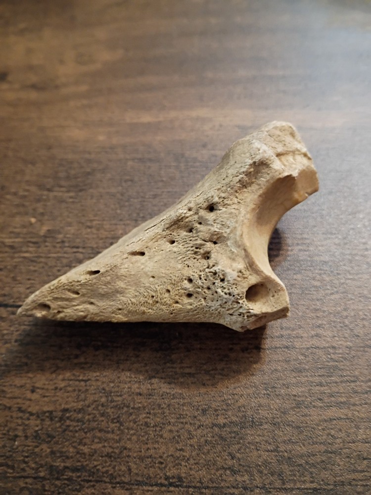 fossilized small sloth toe