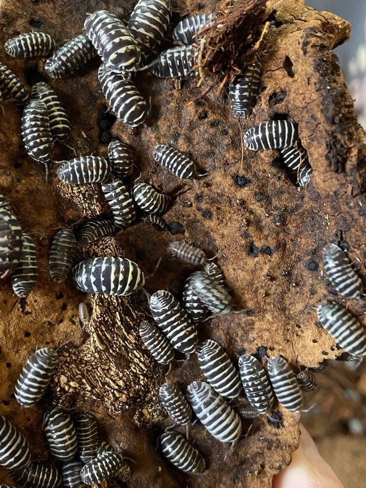 20+ct Zebra Isopods (Armadillidium maculatum)