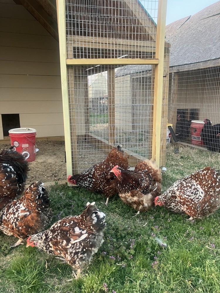 6+ Jubilee English Orpington Hatching Eggs