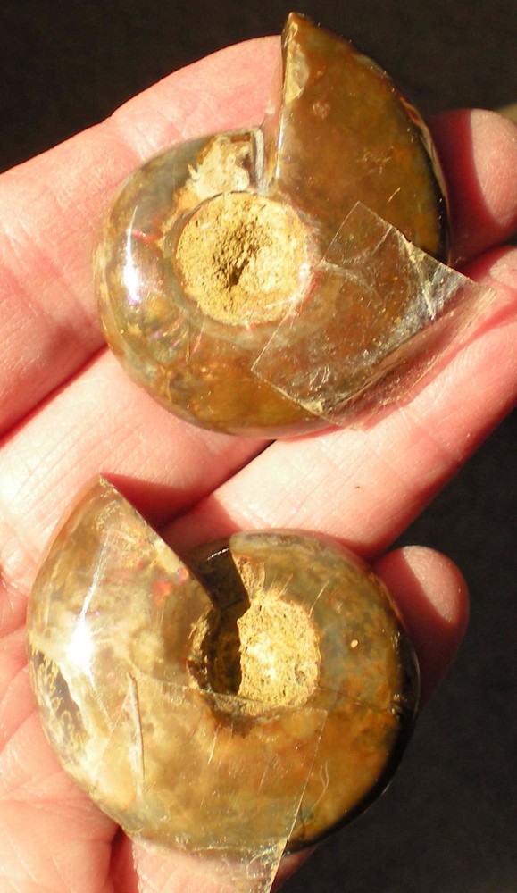 Opalized Ammonite Specimen from Madagascar r976n