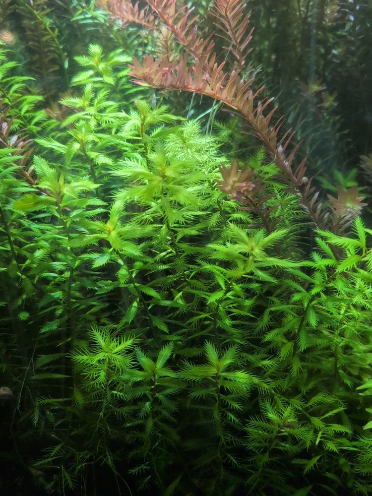 Mermaid Weed 4 Stems