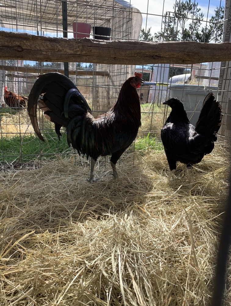 6 chicke hatching eggs chicken Black Mcrea