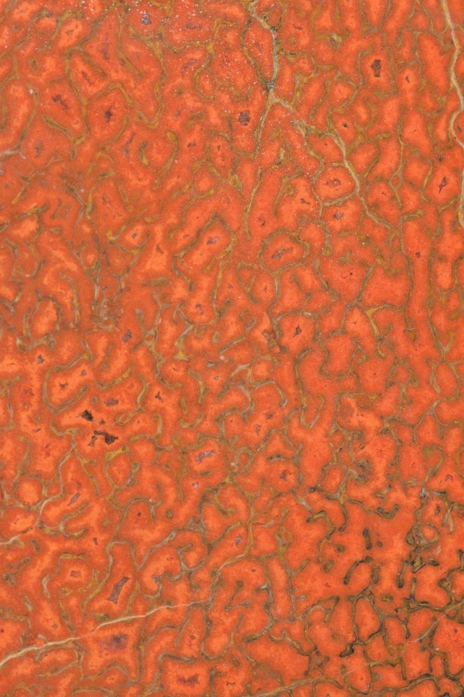 Orange Agatized Dinosaur Bone, New Mexico, 135 grams