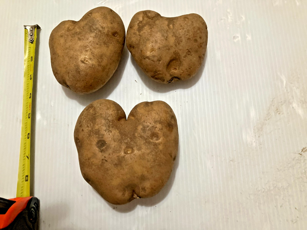 (3) Heart Shaped Potatoes