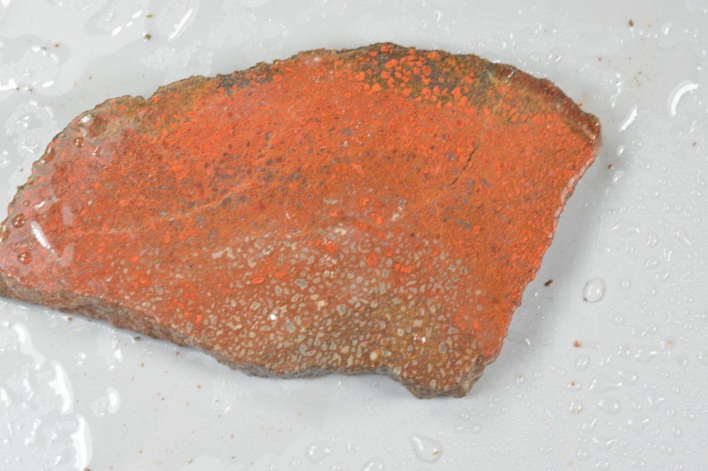 Orange Agatized Dinosaur Bone, New Mexico, 100 grams