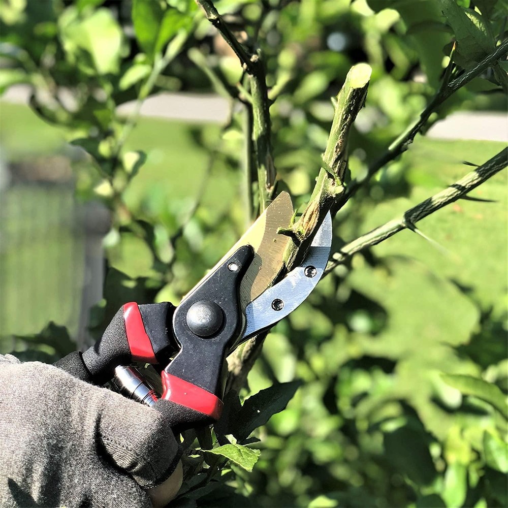 - Pruning Shears Garden Shears 8 Professional Titanium Blade Garden