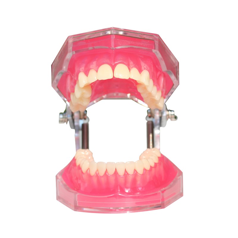 Student Practice Standard Teeth Extraction Model 28Pcs Tooth soft Gingiva