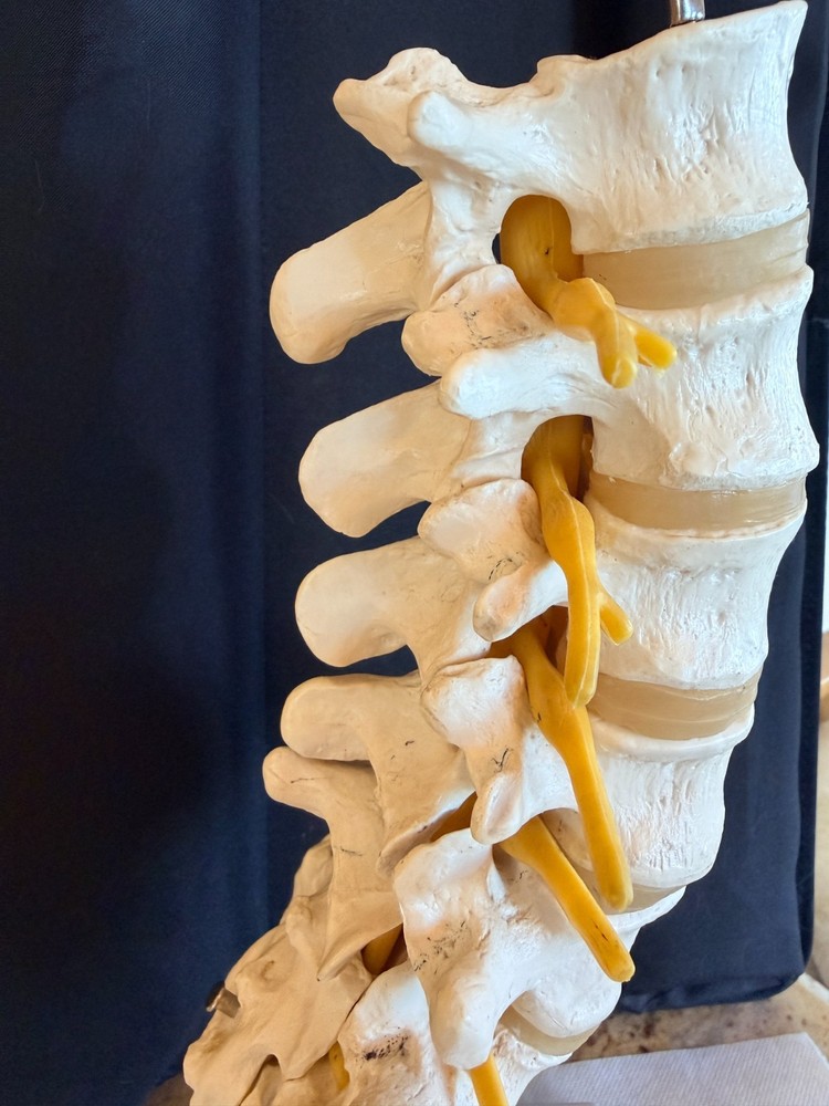 Lumbar Spine Model A74 - 3B Scientific