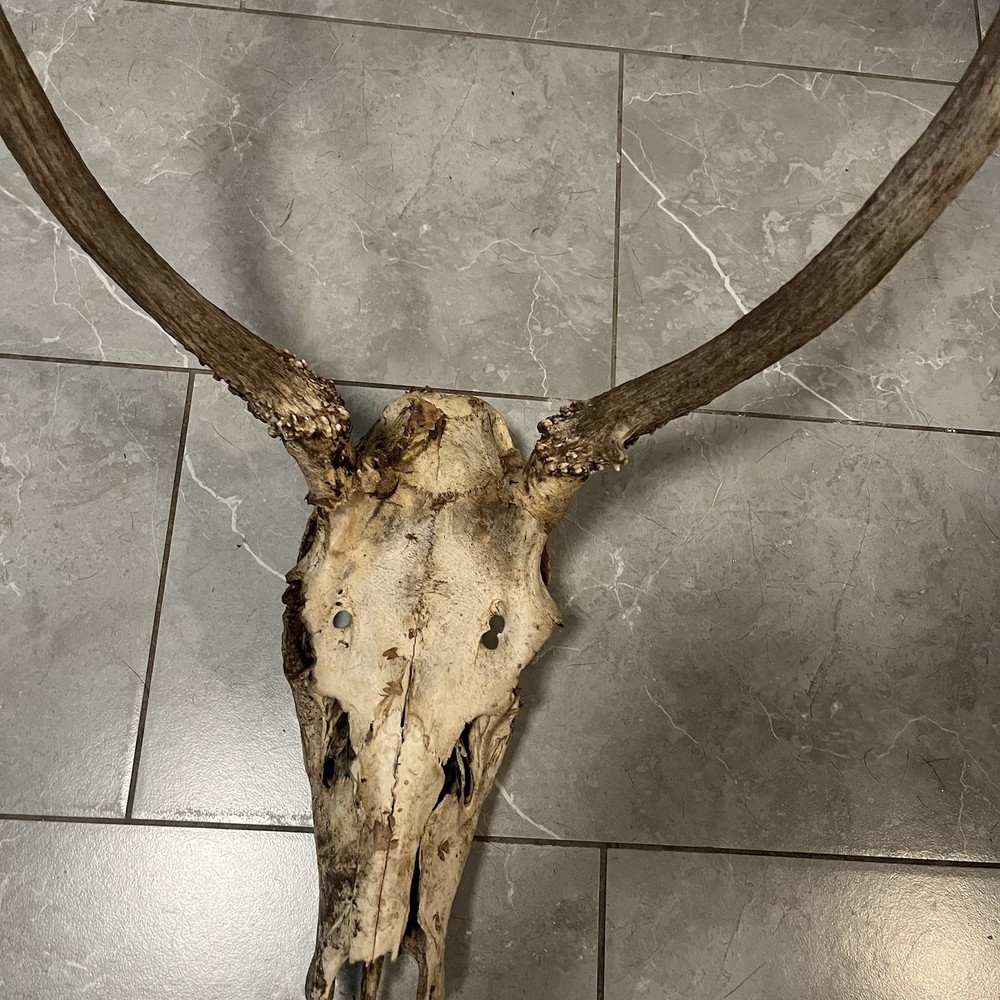 Genuine Weathered Elk Antlers/Mount- Rustic Decor