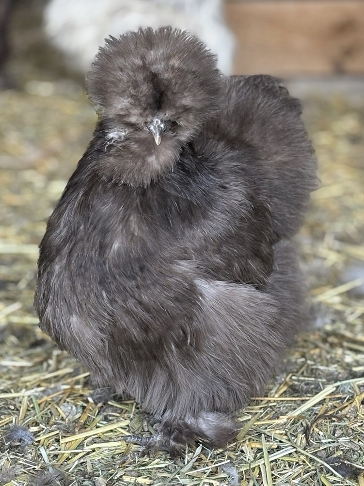 🍫 Chocolate/Mauve Silkie Hatching Eggs 1 Dozen 💫