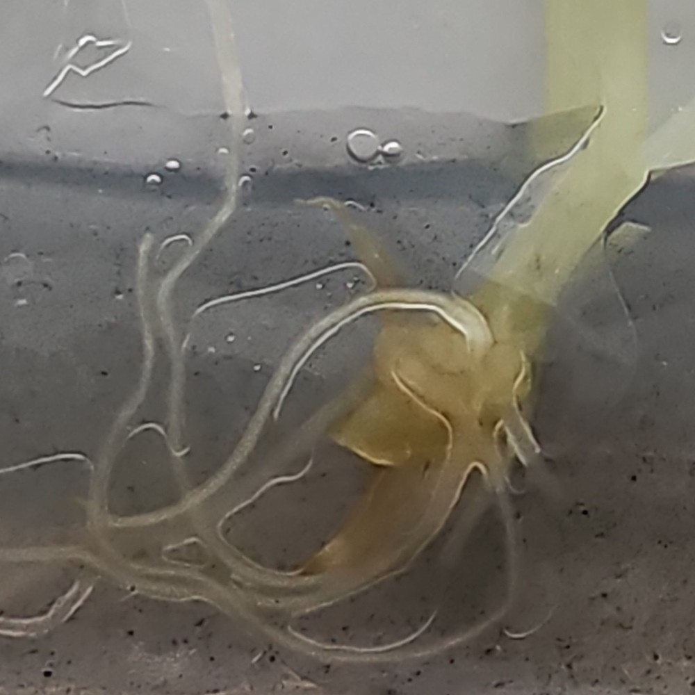 AL. Scalpum Mint Live /Alocasia #2