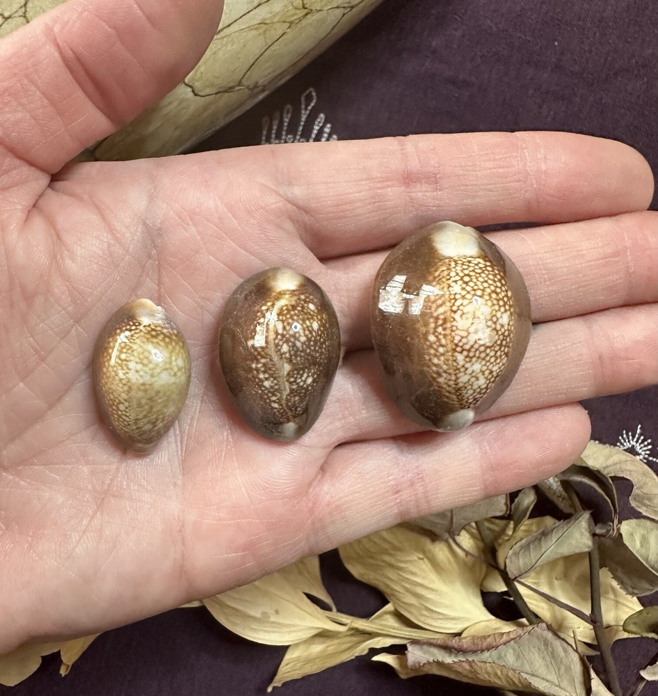 Three Snakehead Cowrie Shells, Divination, .5 - 1 Inch, Metaphysical