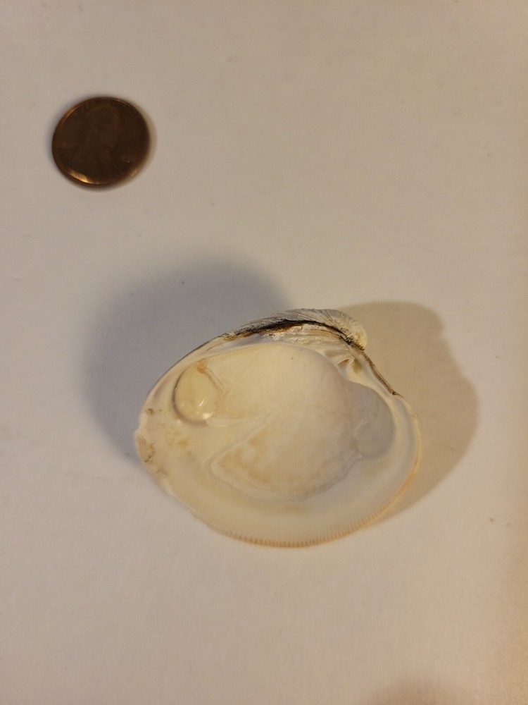Northern Quahog Specimen