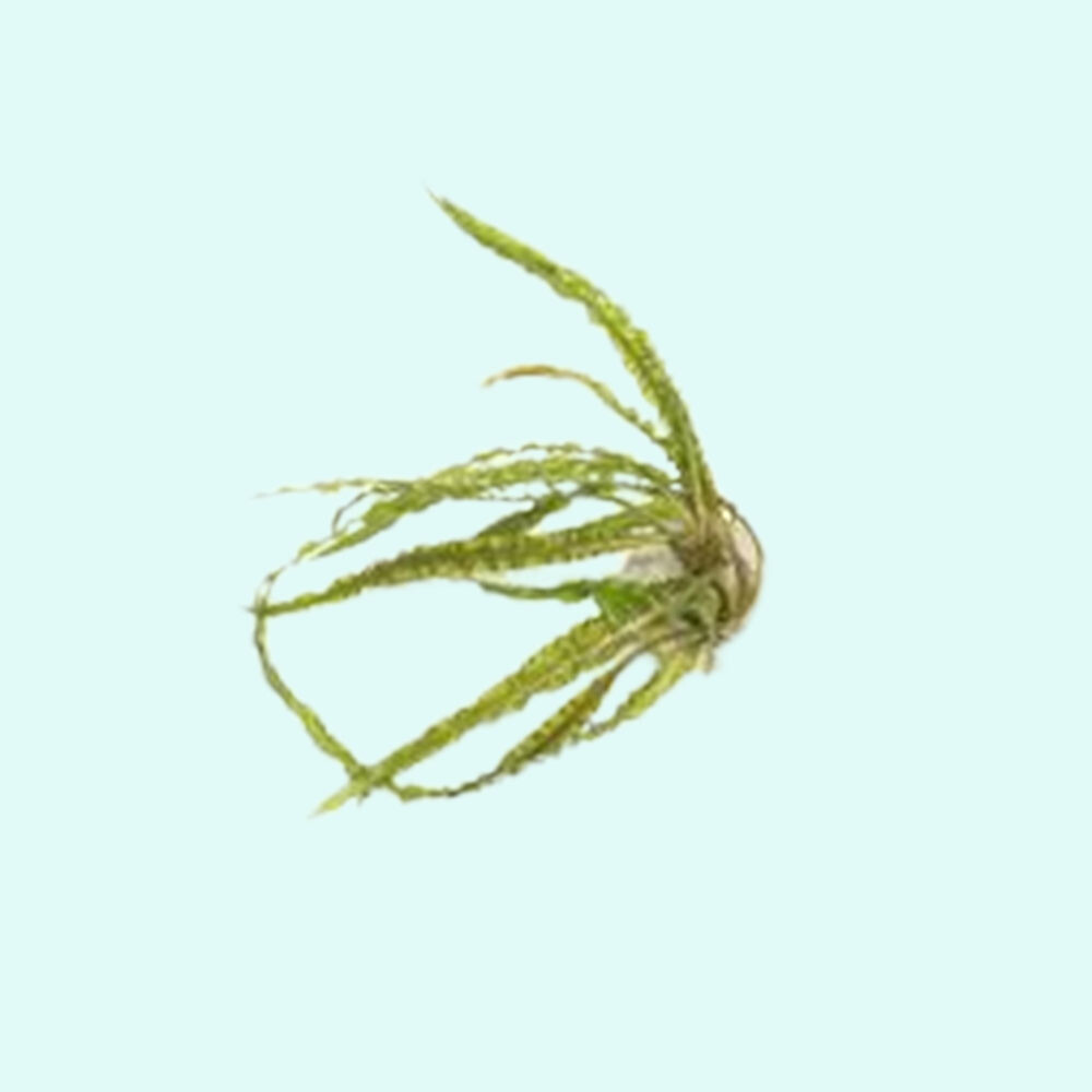 Cryptocoryne Crypt Balansae Large