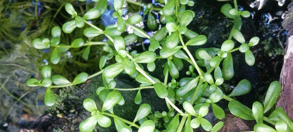 Moneywort - MINIMUM ORDER is 12 plants.