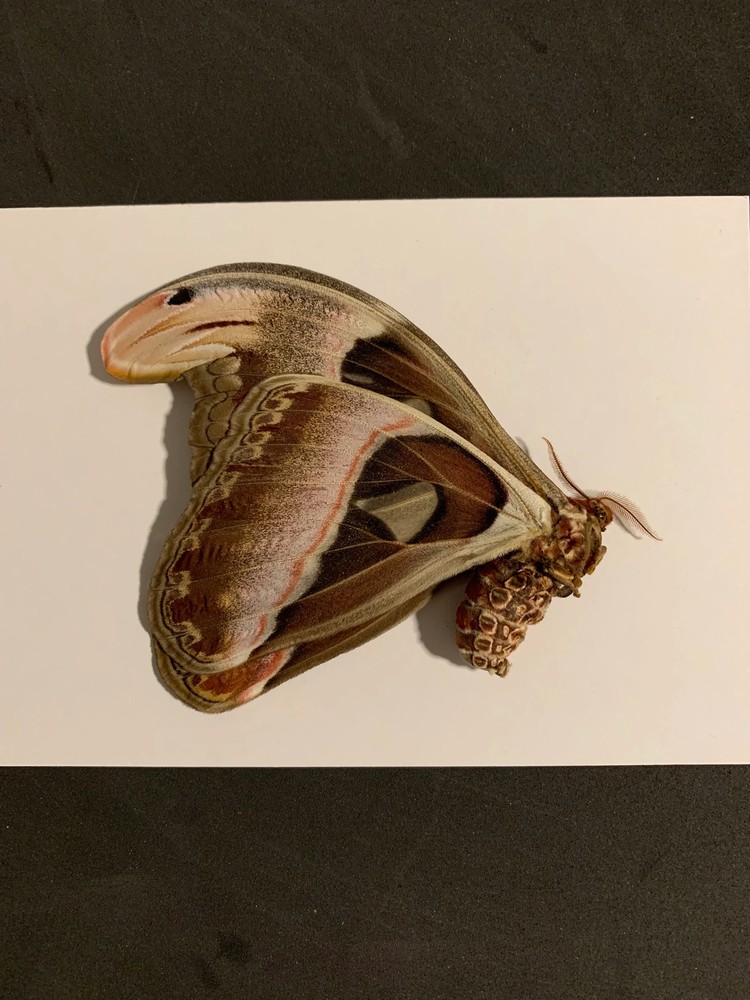 Unmounted attacus atlas (female)