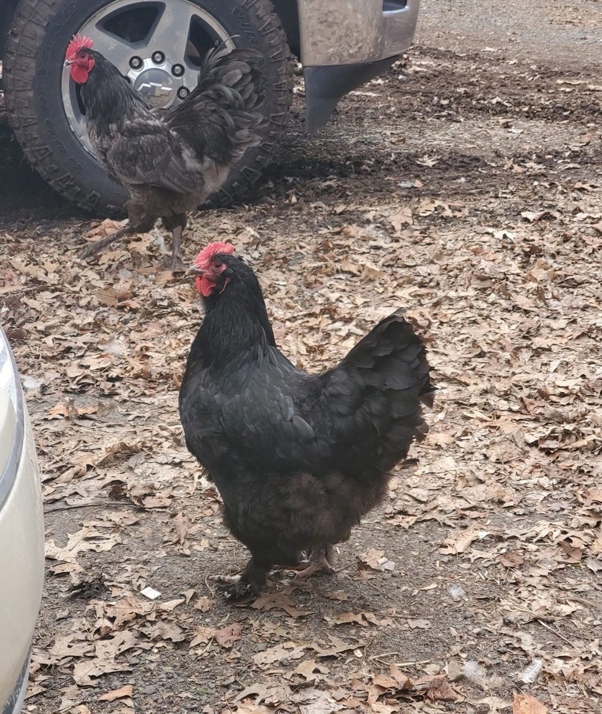 12+ Langshan Blue, Black, Splash Hatching Chicken Eggs