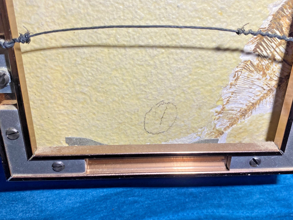 Pre-Owned Framed Knightia Fish Fossils