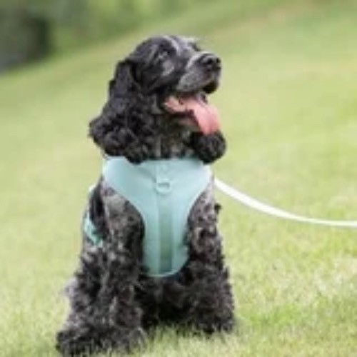 Vibrant Life Polyester & Spandex Adjustable Dog Harness, Blue, Medium