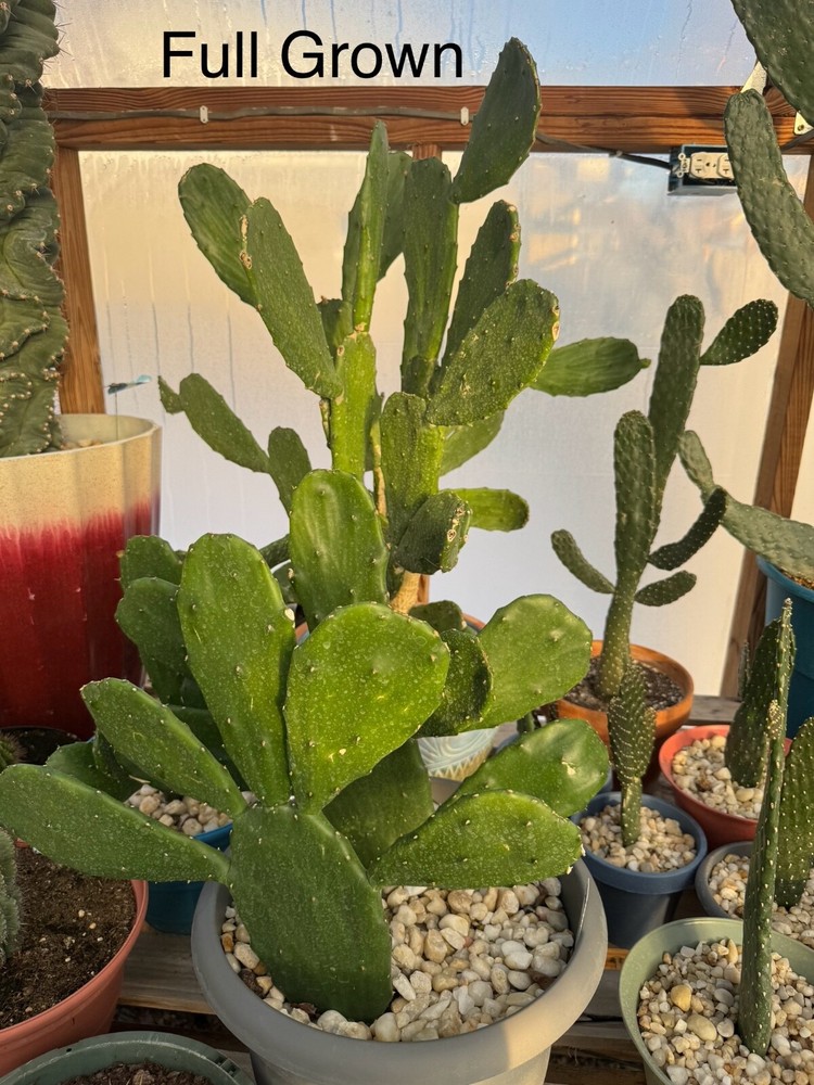 Prickly Pear Cactus Rooted Starts- Fast Growing