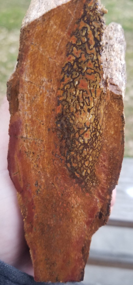 Agatized Dinosaur Gem Bone Rainbow Multicolor Roughcut 584g Specimen Cab Lap