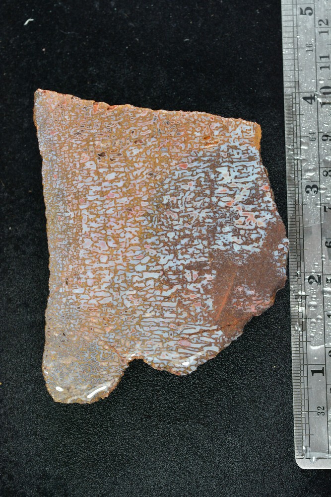 Blue Agatized Dinosaur Bone Utah 144 grams