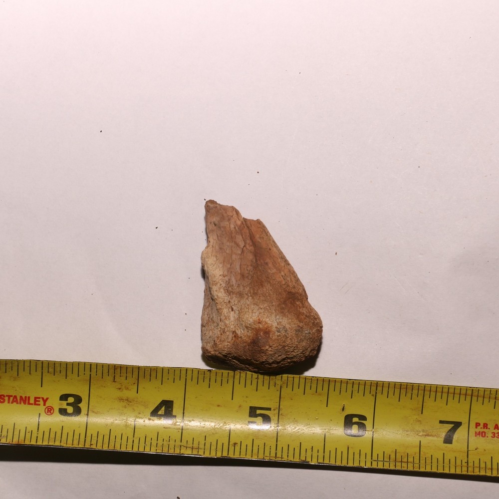 Dinosaur Claw Base - Fossil - Gorgeous - Hell Creek Formation - Cretaceous