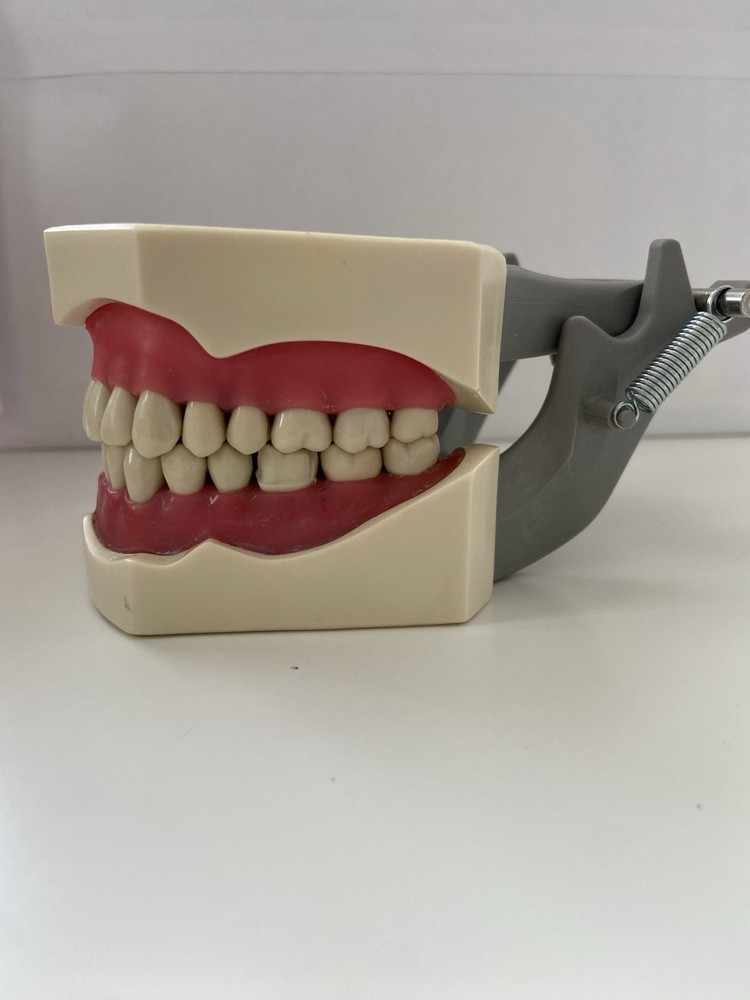 Columbia Dentoform Dental Typodont Model 32pcs Removable Teeth Soft Gingiva Pole