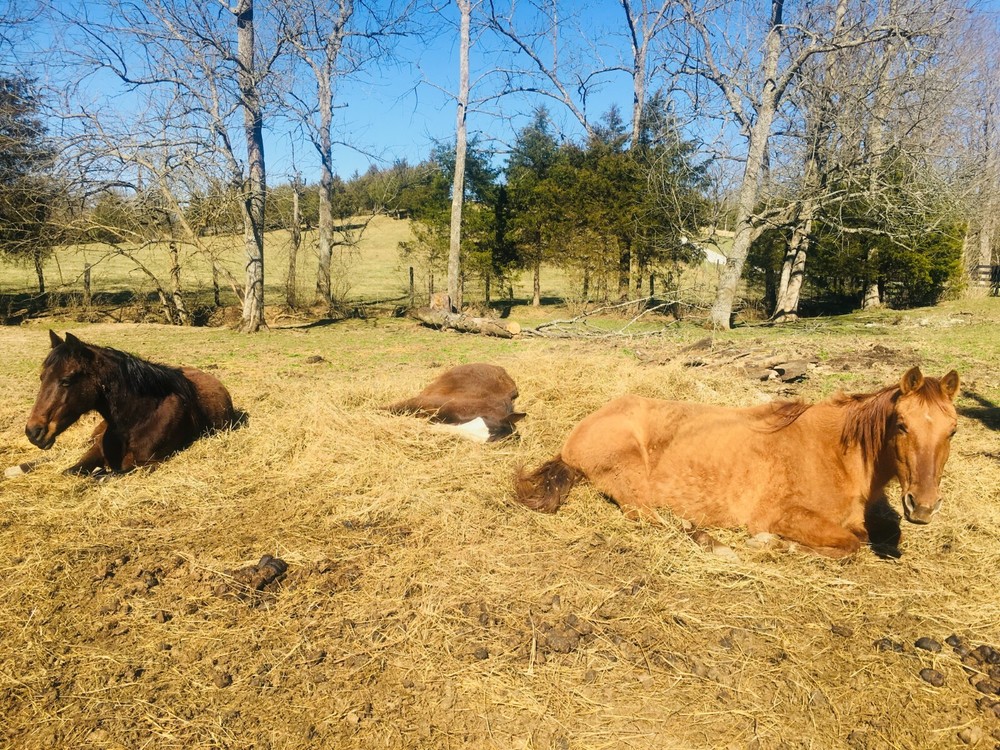 Walnut Meadow Horse Manure Compost: Dried