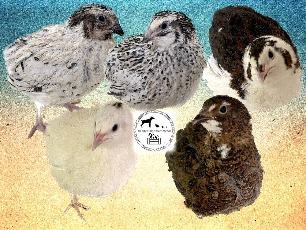 20-Celadon (100% True Blue) & Jumbo Pearl Fee Coturnix Quail Hatching Eggs
