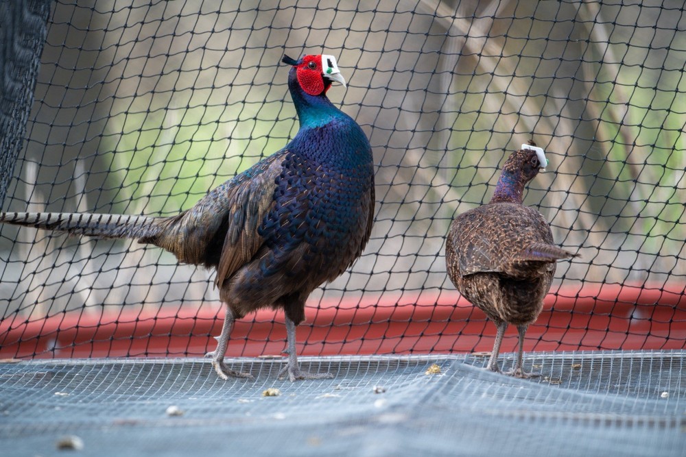 6+ Melanistic Mutant Pheasant Hatching Eggs