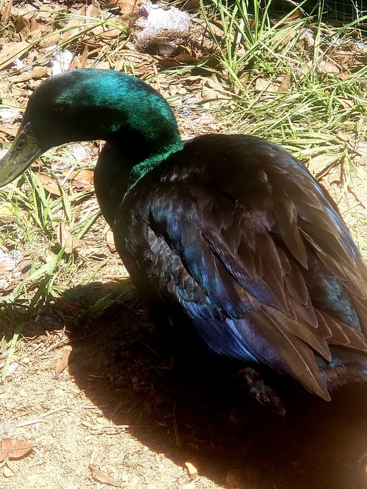 12+ Cayuga Duck Hatching Eggs Pure Breed 😍 Plus Free Gift