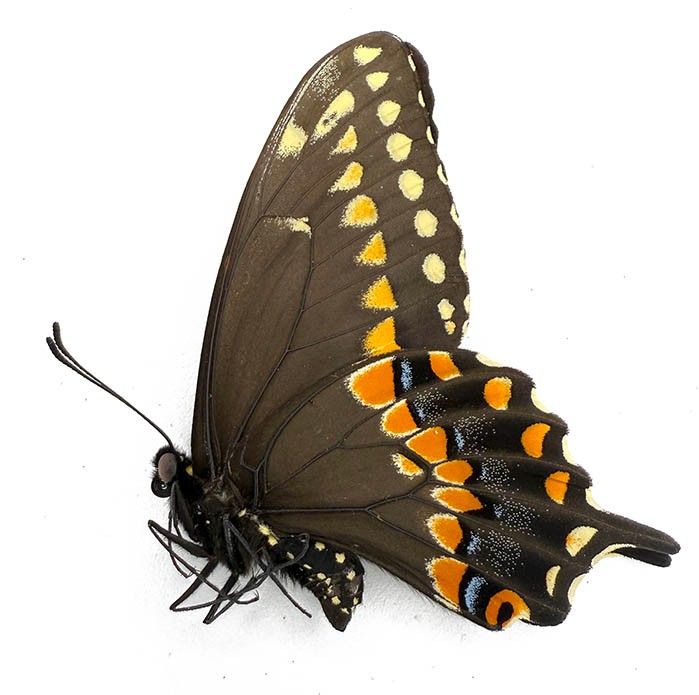 PAPILIO POLYXENES ASTERIUS 1M (CANADA)